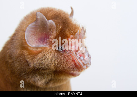 African trident bat (Triaenops afer) portrait, coastal Kenya. Stock Photo