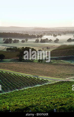 Rows of grape vines. Hunter Valley, New South Wales, AUSTRALIA Stock Photo