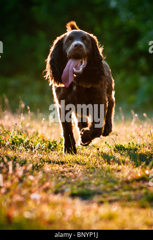 A brown cocker spaniel running, backlit by the evening sun Stock Photo