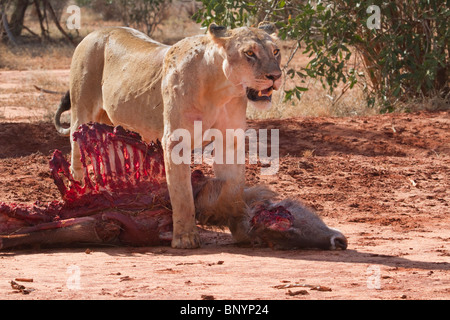 African Lioness  (Panthera Leo)  eating the killed waterbuck, Tsavo East National park, Kenya Stock Photo