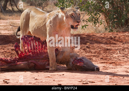 Lioness eating the killed waterbuck, Tsavo East National park, Kenya Stock Photo