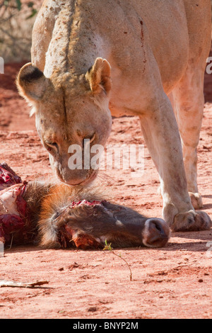 Lioness eating the killed waterbuck, Tsavo East National park, Kenya Stock Photo