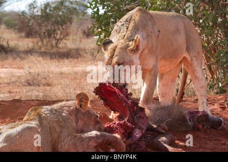Lioness with a cub eating the killed waterbuck, Tsavo East National park, Kenya. Stock Photo