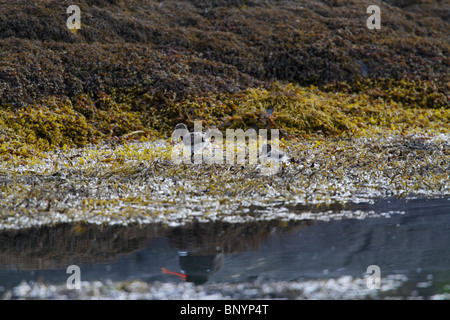 Eurasian Oystercatcher chicks, Haematopus ostralegus, on a rocky beach in Norway (Styrkesnes, Nordland Fylke) Stock Photo