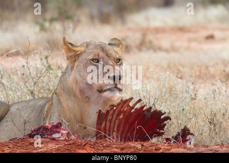 Lioness eating the killed waterbuck (Kobus ellipsiprymnus), Tsavo East National park, Kenya. Stock Photo