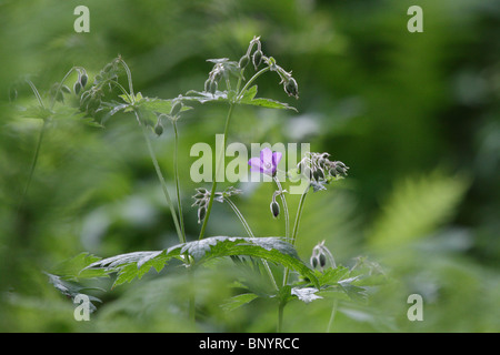 Geranium robertianum, Herb Robert, in Norway on Landstrykerstien, Hamaroy Stock Photo