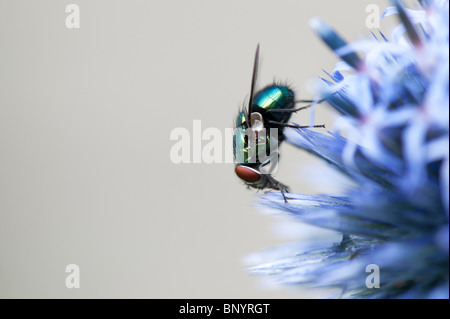 Green-bottle fly on Echinops ritro veitchs (globe thistle) flower Stock Photo