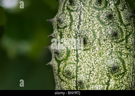 Cucumis metuliferus. Horned melon cucumber Stock Photo