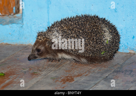 The adult hedgehog sits on threshold, side view. Stock Photo