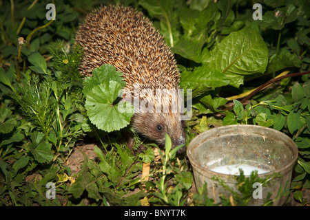 The adult hedgehog in a grass is stolen at night to a bowl with milk. Stock Photo