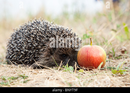 The young hedgehog has hidden at red apple. Stock Photo