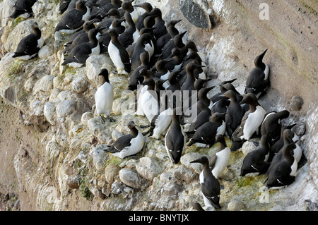 Common Murres / Common Guillemots (Uria aalge) nesting colony on cliffs at the Fowlsheugh nature reserve, Scotland, UK Stock Photo