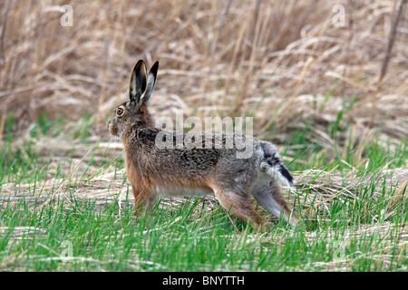 European Brown Hare (Lepus europaeus) stretching legs in field, Germany Stock Photo
