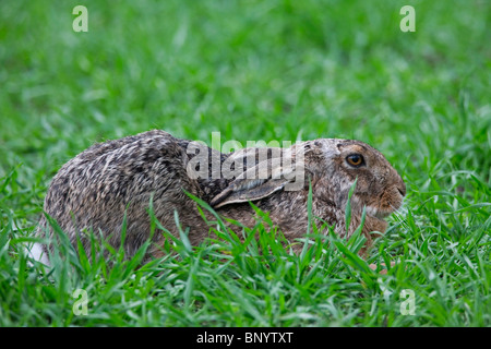 European Brown Hare (Lepus europaeus) lying in meadow with ears flat, Germany Stock Photo