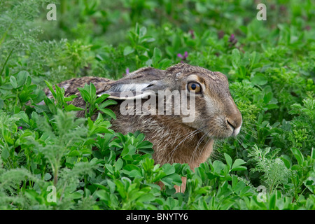 European Brown Hare (Lepus europaeus) lying in meadow with ears flat, Germany Stock Photo