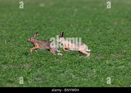 European Brown Hare (Lepus europaeus), buck chasing doe during the breeding season, Germany Stock Photo