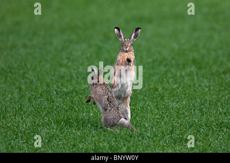 European Brown Hares (Lepus europaeus) boxing / fighting in field during the breeding season, Germany Stock Photo