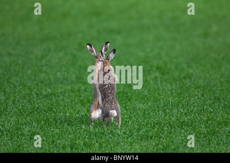 European Brown Hares (Lepus europaeus) boxing / fighting in field during the breeding season, Germany Stock Photo