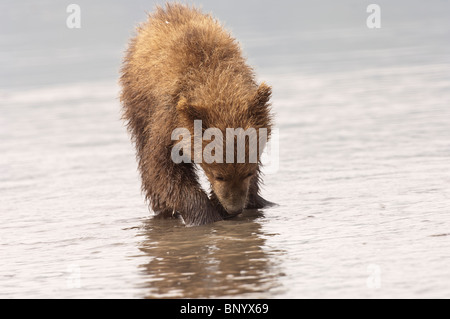 Stock photo of Alaskan coastal brown bear cub hunting for razor clams at low tide.