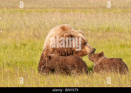 Stock photo of an Alaskan coastal brown bear sow nuzzling her cub in a meadow. Stock Photo