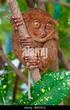 Little scared tarsier holding a branch with its paws Stock Photo