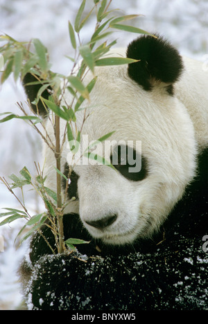 Giant panda feeding on bamboo in winter with snow Wolong, Sichuan Province, China Stock Photo