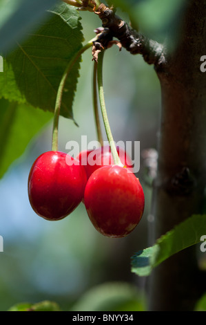 Three fresh ripe cherries on the tree Stock Photo