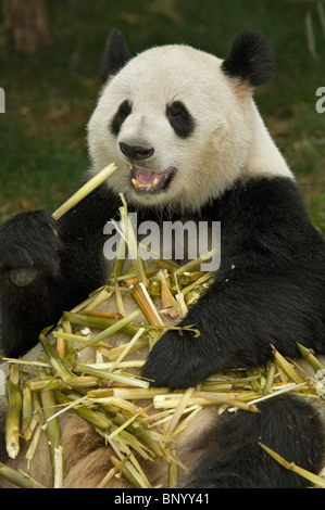 Giant panda sitting feeding on bamboo Sichuan China Stock Photo