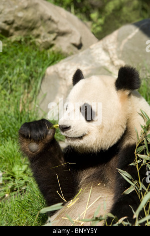 Giant panda sitting feeding, Wolong, Sichuan, China Stock Photo