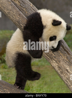 5-month old giant panda cub climbing tree, Wolong, Sichuan Province, China Stock Photo