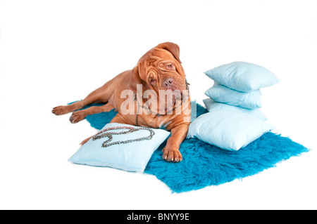 Curiuos dog lying on blue carpet with pillows and jewelry Stock Photo