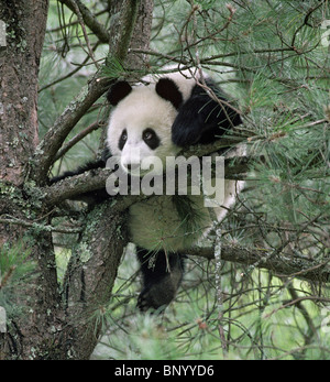 Young giant panda playing in pine tree, Wolong, Sichuan China, September Stock Photo