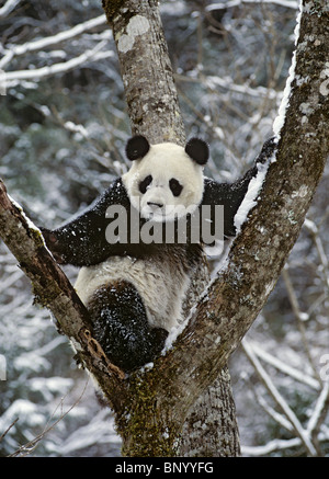 Young giant panda in tree in winter, Wolong, Sichuan China Stock Photo