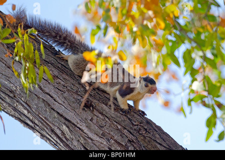 A Grizzled giant squirrel (Ratufa macroura). Stock Photo