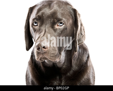 Isolated Shot of a Sad Looking Labrador with Blue Eyes Stock Photo