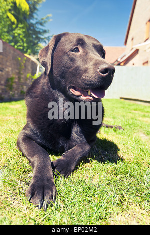Shot of a Chocolate Labrador Relaxing in the Garden on a Bright Summer's Day