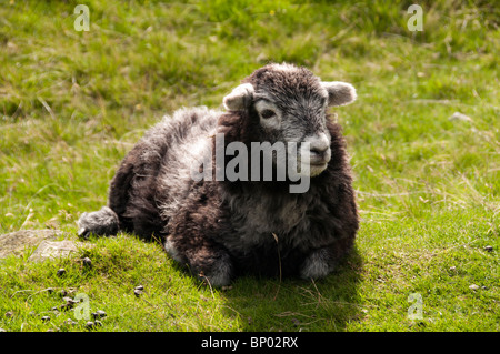 A Herdwick lamb on a fell in Cumbria. Born black they grow to grey in getting older. Stock Photo