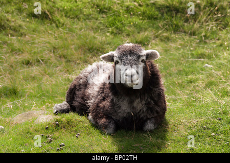 A Herdwick lamb on the fells in Cumbria. They are born black and grow paler to grey as they get older. Stock Photo