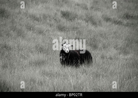 Black and white photograph of a Herdwick lamb in Cumbria Stock Photo