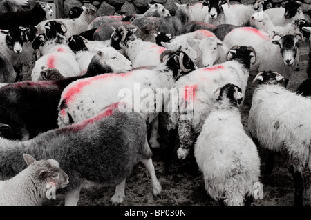 Herdwick and Swaledale ewes and lambs in pen for worming Stock Photo