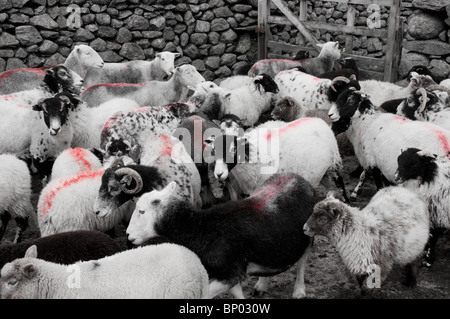 Duo tone photograph of Herdwick and Swaledale ewes and lambs in a pen for worming Stock Photo