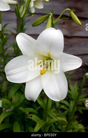 LILIUM WHITE HEAVEN. LILY. Stock Photo