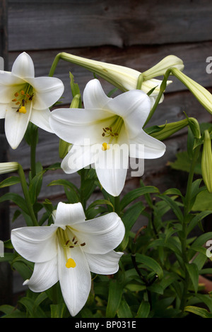 LILIUM WHITE HEAVEN. LILY. Stock Photo