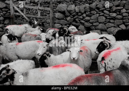 black and white pic of Herdwick and Swaledale ewes and lambs in pen for worming Stock Photo