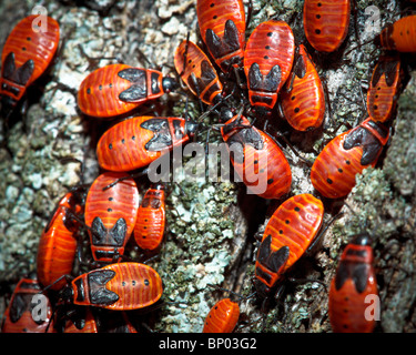 Pyrrhocoris apterus – the firebug – is a common insect of the family ...