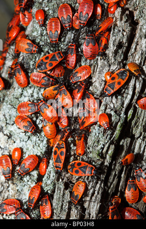 The firebug, Pyrrhocoris apterus, is a common insect of the family Pyrrhocoridae. Stock Photo