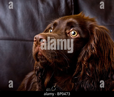 Portrait of a brown working cocker spaniel Stock Photo