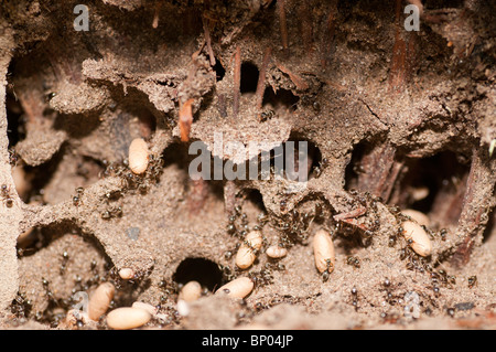 Black garden ants (Lasius niger) carrying larvae in nest Stock Photo