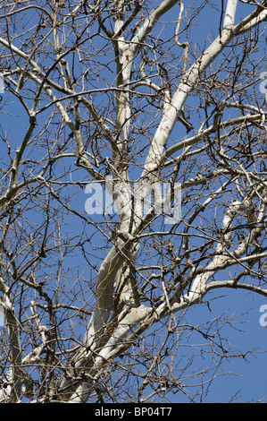 Some branches of a Sycamore Tree against blue sky. Stock Photo