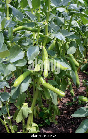 Broad beans growing in an allotment, Surrey, England, UK Stock Photo